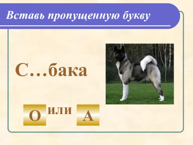 Вставь пропущенную букву С…бака или О А