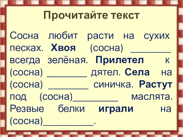 Прочитайте текст Сосна любит расти на сухих песках. Хвоя (сосна)