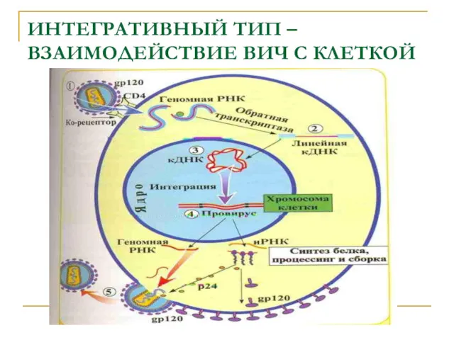 ИНТЕГРАТИВНЫЙ ТИП – ВЗАИМОДЕЙСТВИЕ ВИЧ С КЛЕТКОЙ