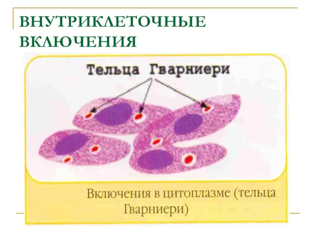 ВНУТРИКЛЕТОЧНЫЕ ВКЛЮЧЕНИЯ