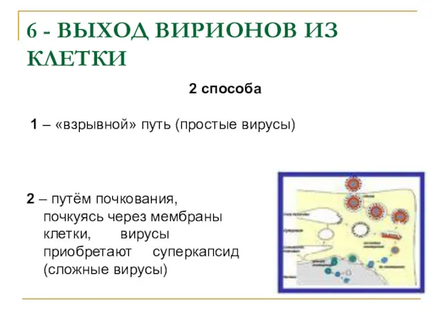 6 - ВЫХОД ВИРИОНОВ ИЗ КЛЕТКИ 2 – путём почкования,