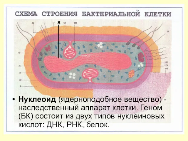 Нуклеоид (ядерноподобное вещество) - наследственный аппарат клетки. Геном (БК) состоит из двух типов