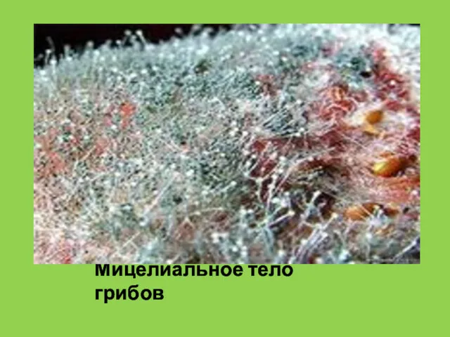 Мицелиальное тело грибов