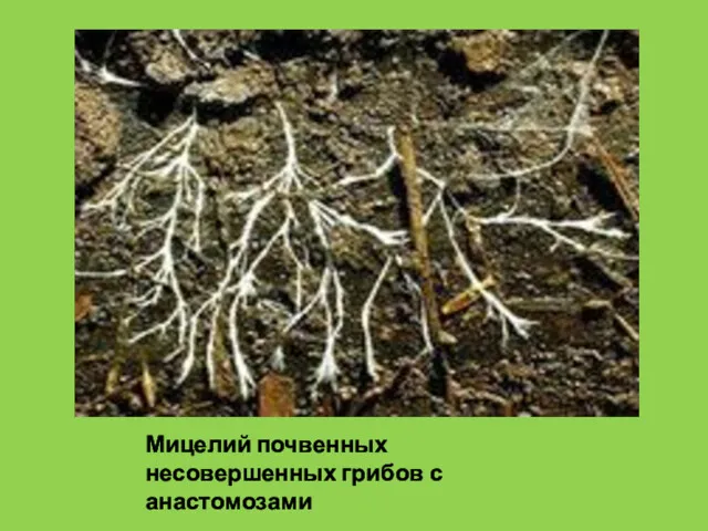 Мицелий почвенных несовершенных грибов с анастомозами