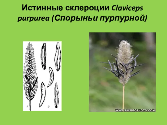 Истинные склероции Claviceps purpurea (Спорыньи пурпурной)