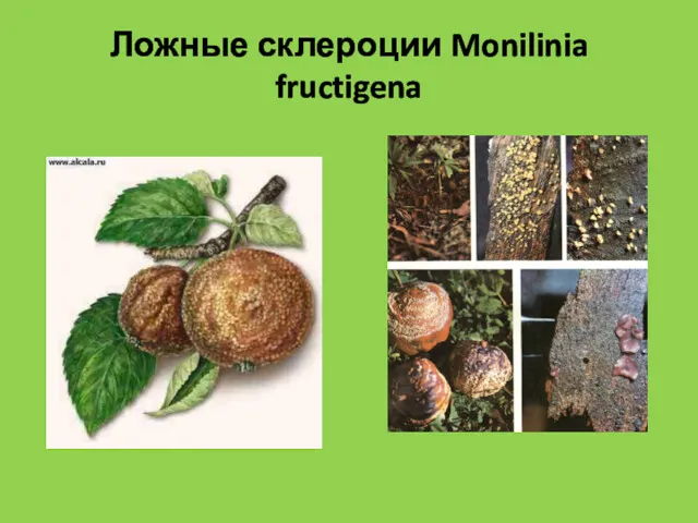 Ложные склероции Monilinia fructigena
