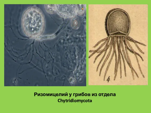 Ризомицелий у грибов из отдела Chytridiomycota