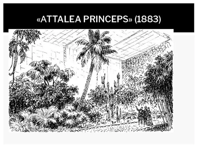 «АTTALEA PRINCEPS» (1883)