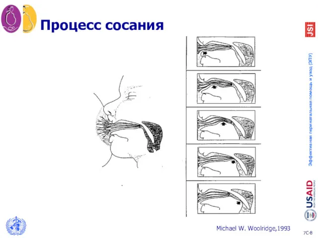 Процесс сосания Michael W. Woolridge,1993