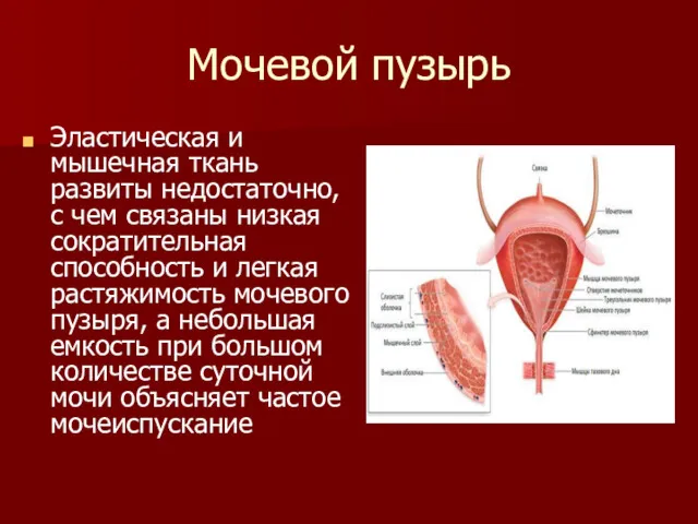 Мочевой пузырь Эластическая и мышечная ткань развиты недостаточно, с чем