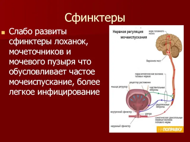 Сфинктеры Слабо развиты сфинктеры лоханок, мочеточников и мочевого пузыря что обусловливает частое мочеиспускание, более легкое инфицирование