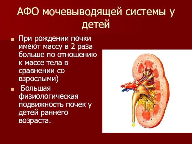 АФО мочевыводящей системы у детей При рождении почки имеют массу