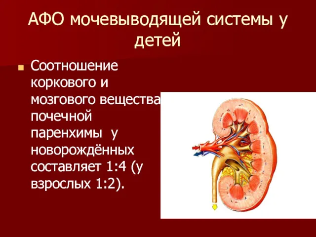 АФО мочевыводящей системы у детей Соотношение коркового и мозгового вещества