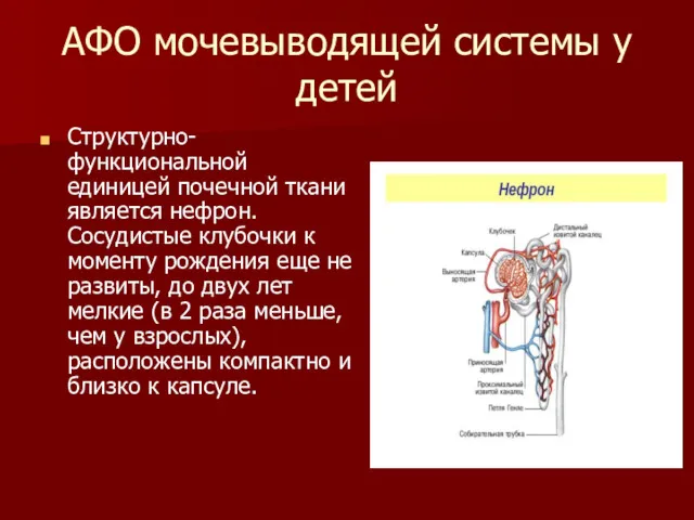 АФО мочевыводящей системы у детей Структурно-функциональной единицей почечной ткани является