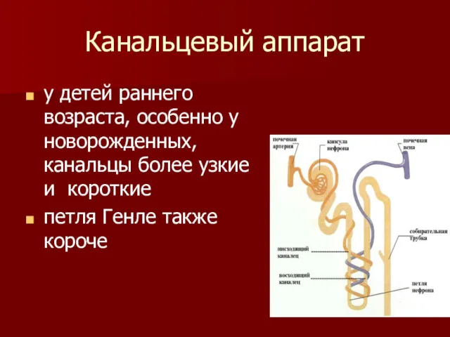 Канальцевый аппарат у детей раннего возраста, особенно у новорожденных, канальцы