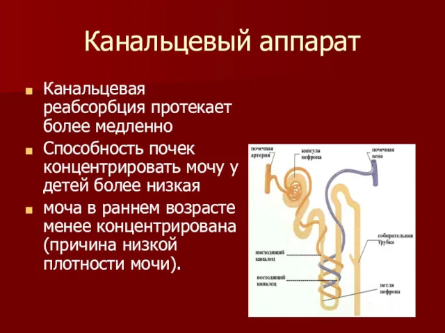 Канальцевый аппарат Канальцевая реабсорбция протекает более медленно Способность почек концентрировать