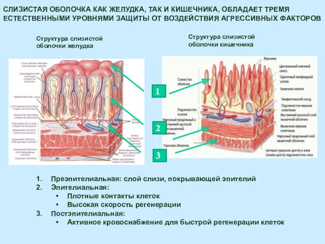 СЛИЗИСТАЯ ОБОЛОЧКА КАК ЖЕЛУДКА, ТАК И КИШЕЧНИКА, ОБЛАДАЕТ ТРЕМЯ ЕСТЕСТВЕННЫМИ