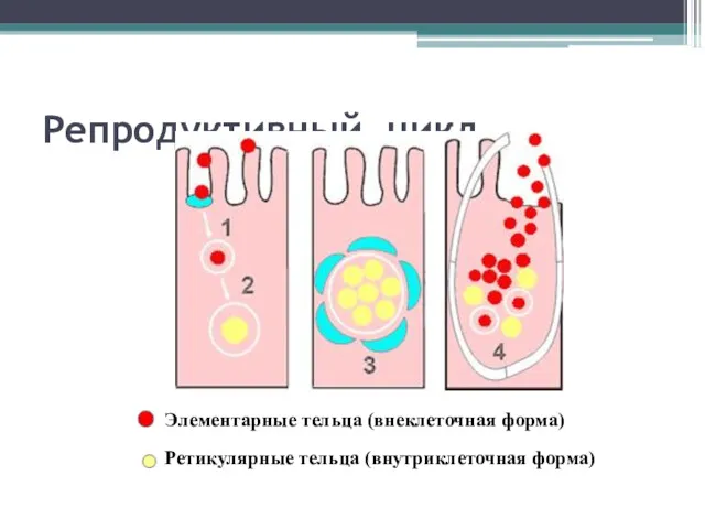 Репродуктивный цикл Ретикулярные тельца (внутриклеточная форма) Элементарные тельца (внеклеточная форма)