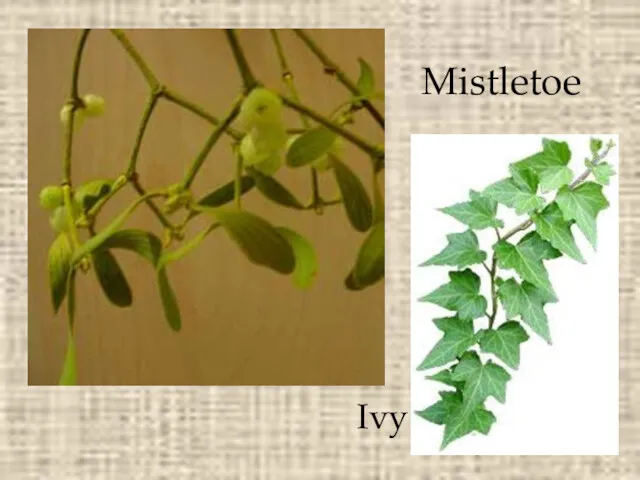 Mistletoe Ivy