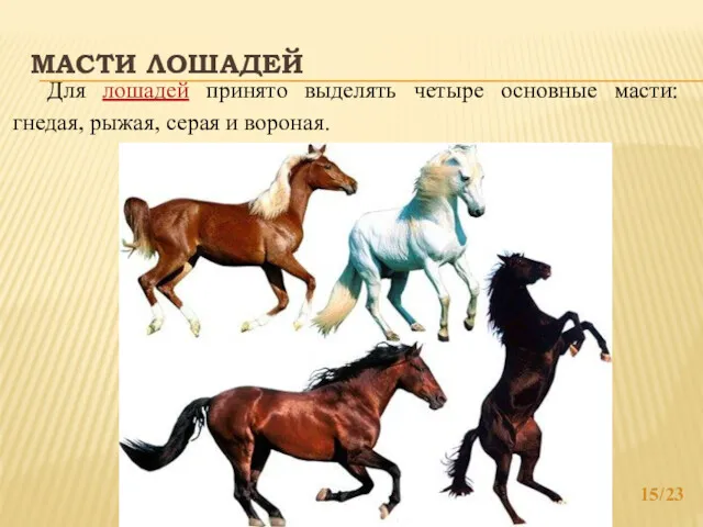 МАСТИ ЛОШАДЕЙ /23 Для лошадей принято выделять четыре основные масти: гнедая, рыжая, серая и вороная.