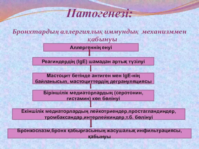 Патогенезі: Бронхтардың аллергиялық иммундық механизммен қабынуы Аллергеннің енуі Реагиндердің (IgE)