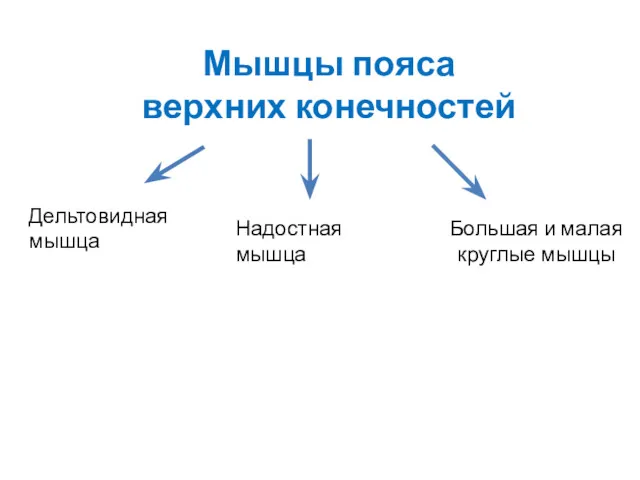 Мышцы пояса верхних конечностей Дельтовидная мышца Надостная мышца Большая и малая круглые мышцы