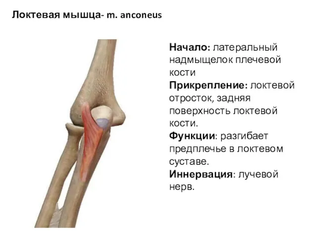 Локтевая мышца- m. anconeus Начало: латеральный надмыщелок плечевой кости Прикрепление: