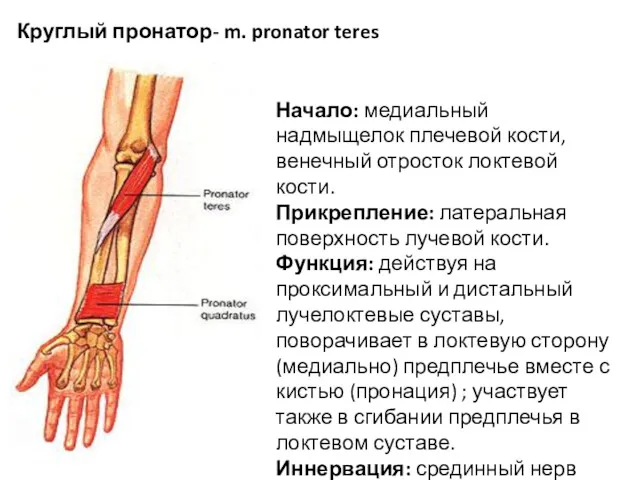 Круглый пронатор- m. pronator teres Начало: медиальный надмыщелок плечевой кости,