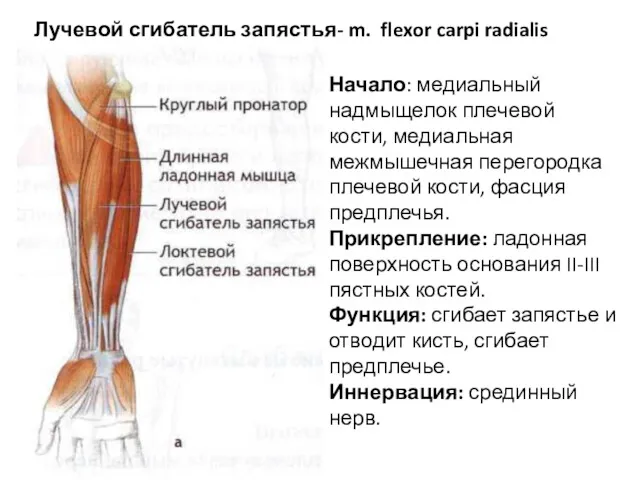 Лучевой сгибатель запястья- m. flexor carpi radialis Начало: медиальный надмыщелок