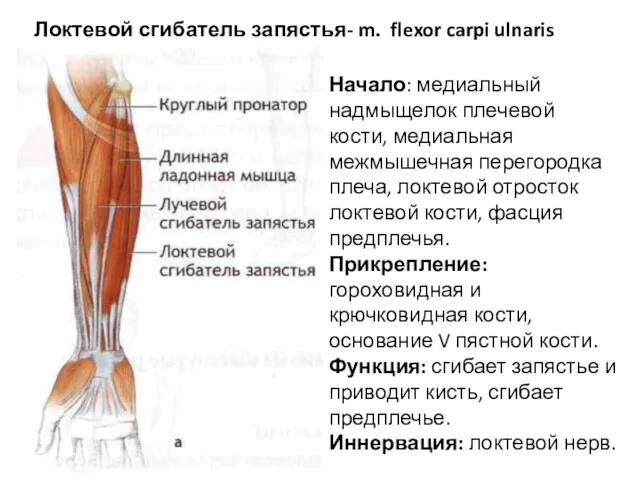 Локтевой сгибатель запястья- m. flexor carpi ulnaris Начало: медиальный надмыщелок