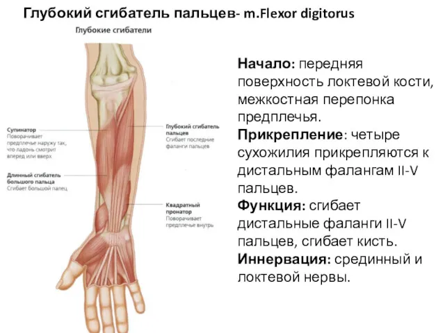 Глубокий сгибатель пальцев- m.Flexor digitorus profundus Начало: передняя поверхность локтевой