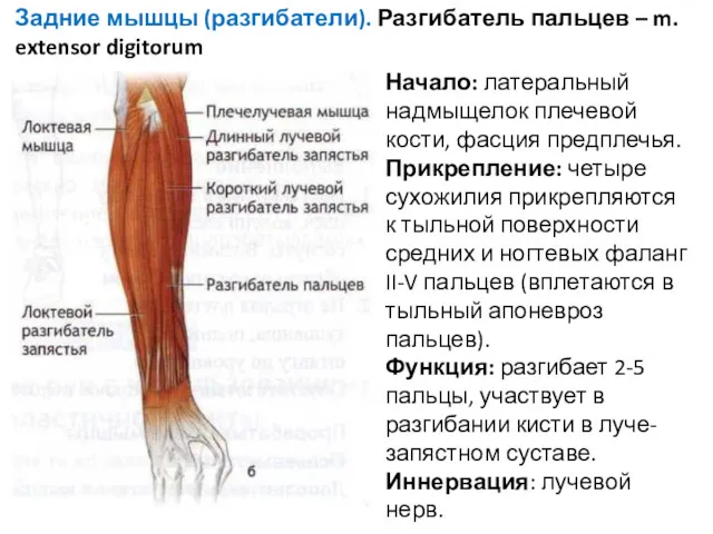 Задние мышцы (разгибатели). Разгибатель пальцев – m. extensor digitorum Начало: