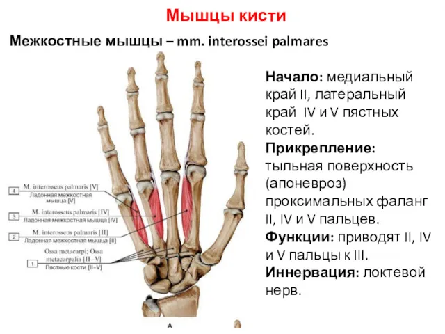 Мышцы кисти Межкостные мышцы – mm. interossei palmares Начало: медиальный