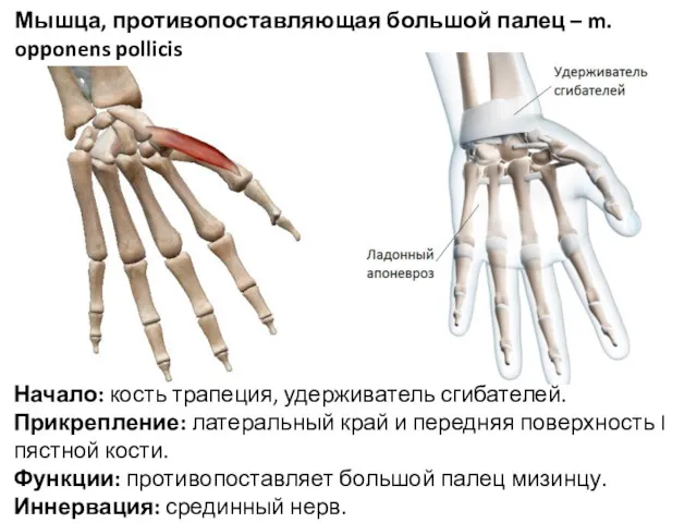 Мышца, противопоставляющая большой палец – m. opponens pollicis Начало: кость