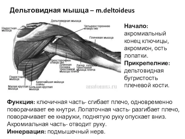 Дельтовидная мышца – m.deltoideus Начало: акромиальный конец ключицы, акромион, ость