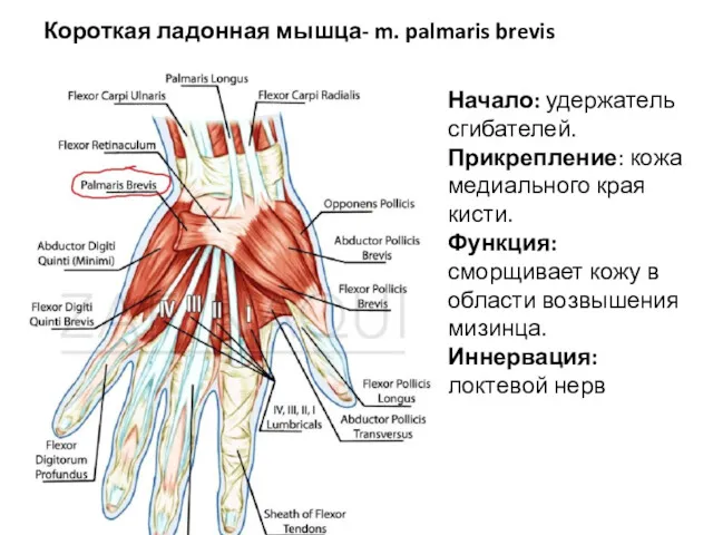 Короткая ладонная мышца- m. palmaris brevis Начало: удержатель сгибателей. Прикрепление: