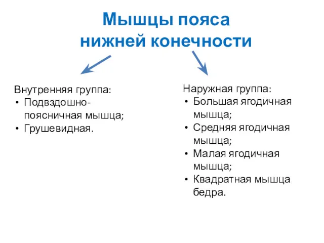 Мышцы пояса нижней конечности Внутренняя группа: Подвздошно-поясничная мышца; Грушевидная. Наружная