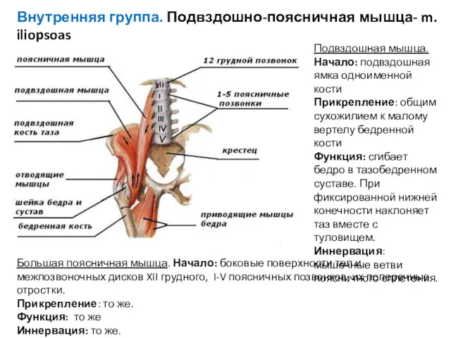 Внутренняя группа. Подвздошно-поясничная мышца- m. iliopsoas Подвздошная мышца. Начало: подвздошная