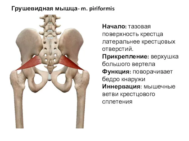 Грушевидная мышца- m. piriformis Начало: тазовая поверхность крестца латеральнее крестцовых