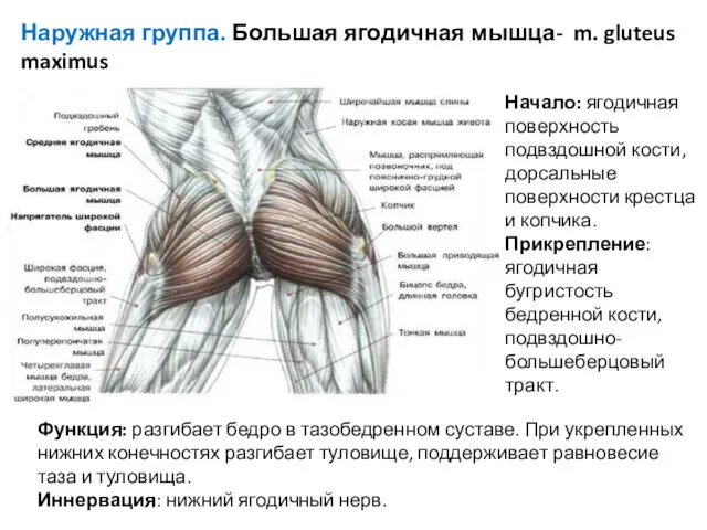 Наружная группа. Большая ягодичная мышца- m. gluteus maximus Начало: ягодичная