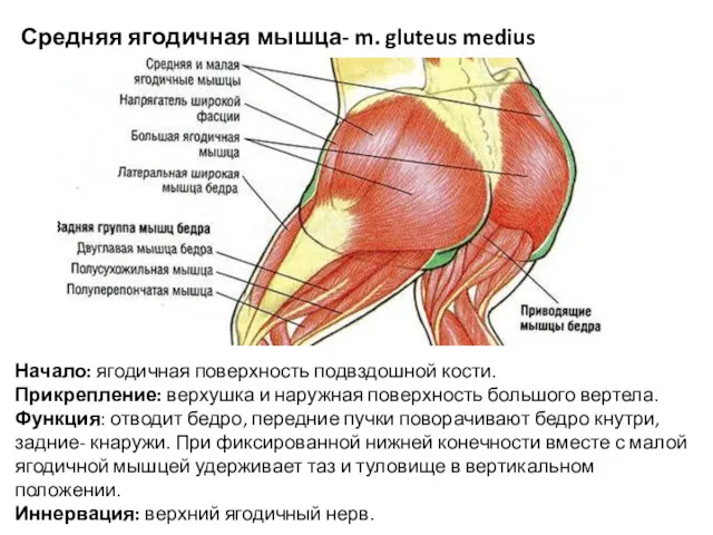 Средняя ягодичная мышца- m. gluteus medius Начало: ягодичная поверхность подвздошной