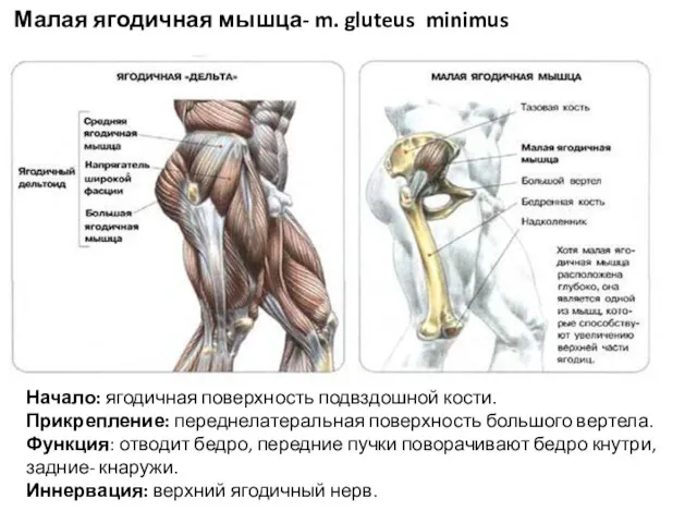 Малая ягодичная мышца- m. gluteus minimus Начало: ягодичная поверхность подвздошной