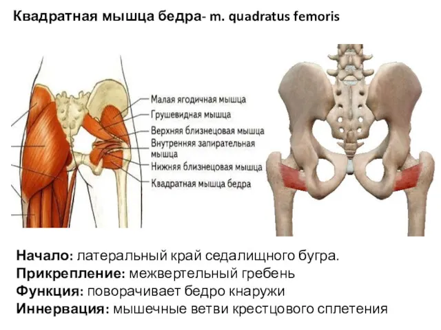 Квадратная мышца бедра- m. quadratus femoris Начало: латеральный край седалищного