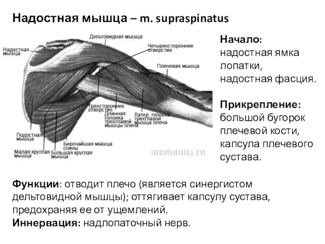 Надостная мышца – m. supraspinatus Начало: надостная ямка лопатки, надостная