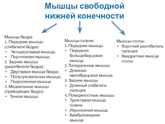 Мышцы свободной нижней конечности Мышцы бедра: 1. Передние мышцы (сгибатели