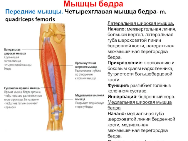 Мышцы бедра Передние мышцы. Четырехглавая мышца бедра- m. quadriceps femoris