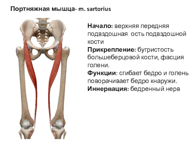 Портняжная мышца- m. sartorius Начало: верхняя передняя подвздошная ость подвздошной