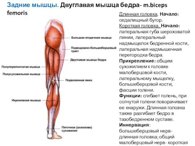 Задние мышцы. Двуглавая мышца бедра- m.biceps femoris Длинная головка. Начало: