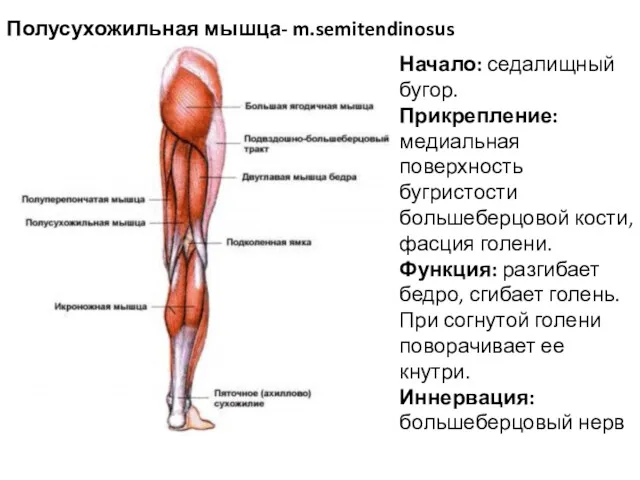 Полусухожильная мышца- m.semitendinosus Начало: седалищный бугор. Прикрепление: медиальная поверхность бугристости