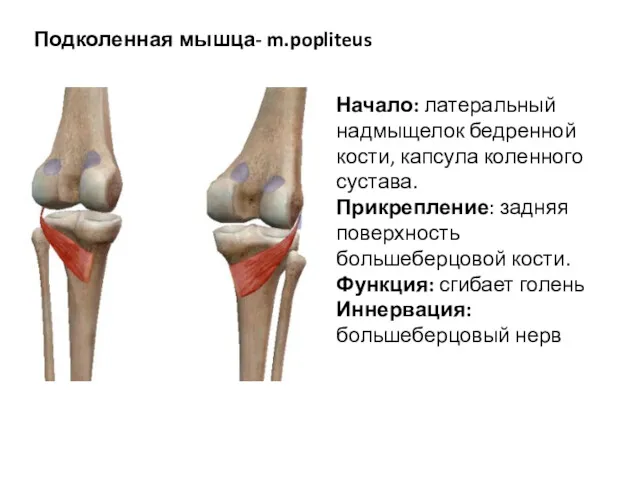 Подколенная мышца- m.popliteus Начало: латеральный надмыщелок бедренной кости, капсула коленного